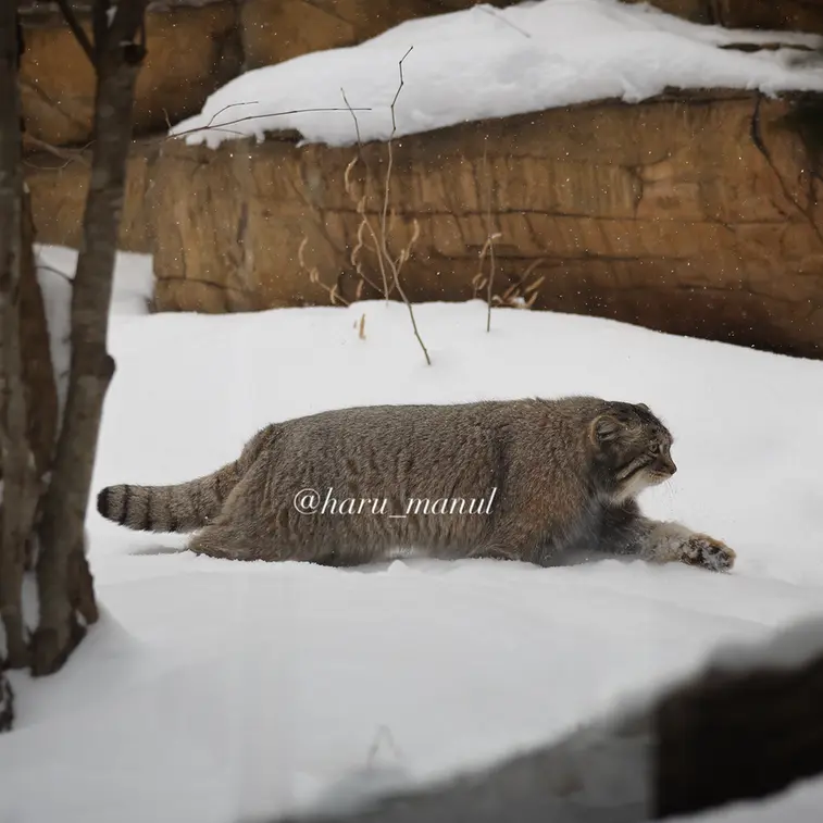 A photograph of Nagomu in Nasu Animal Kingdom