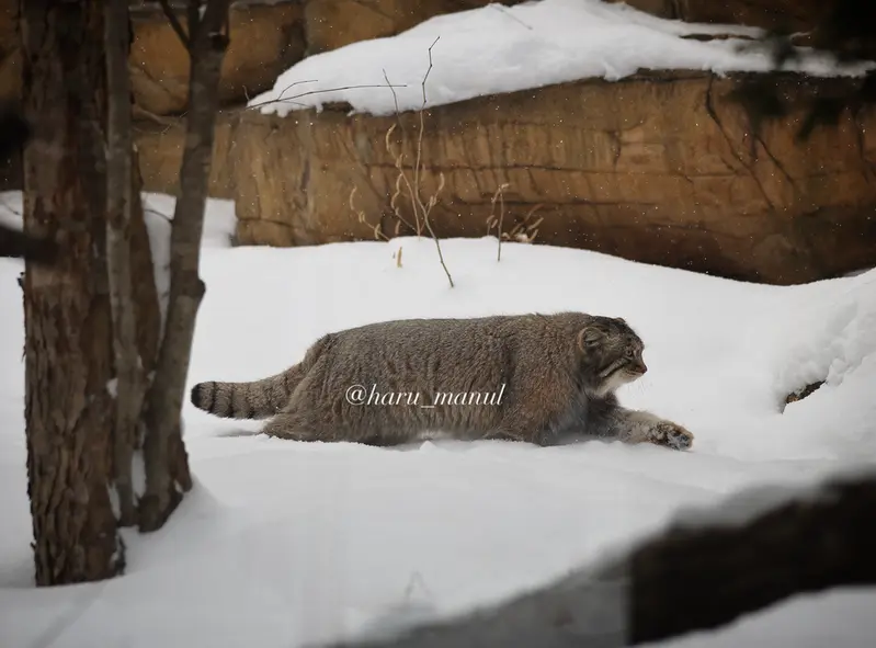 A photograph of Nagomu in Nasu Animal Kingdom