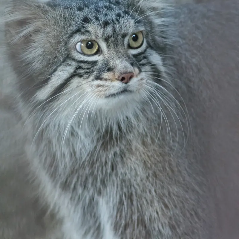 A photograph of Figa in Nogeyama Zoo