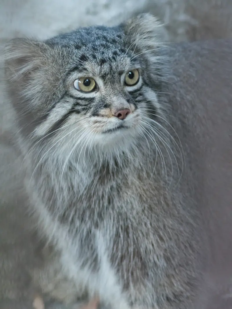 A photograph of Figa in Nogeyama Zoo