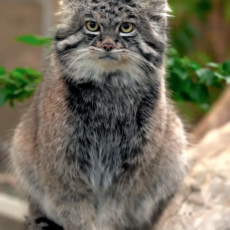 A photograph of Nar in Kobe Animal Kingdom