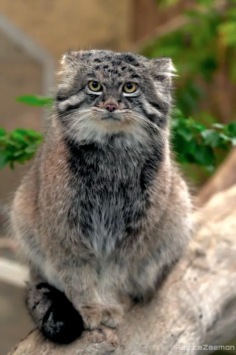 A photograph of Nar in Kobe Animal Kingdom