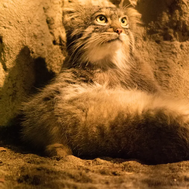 A photograph of Figa in Nogeyama Zoo