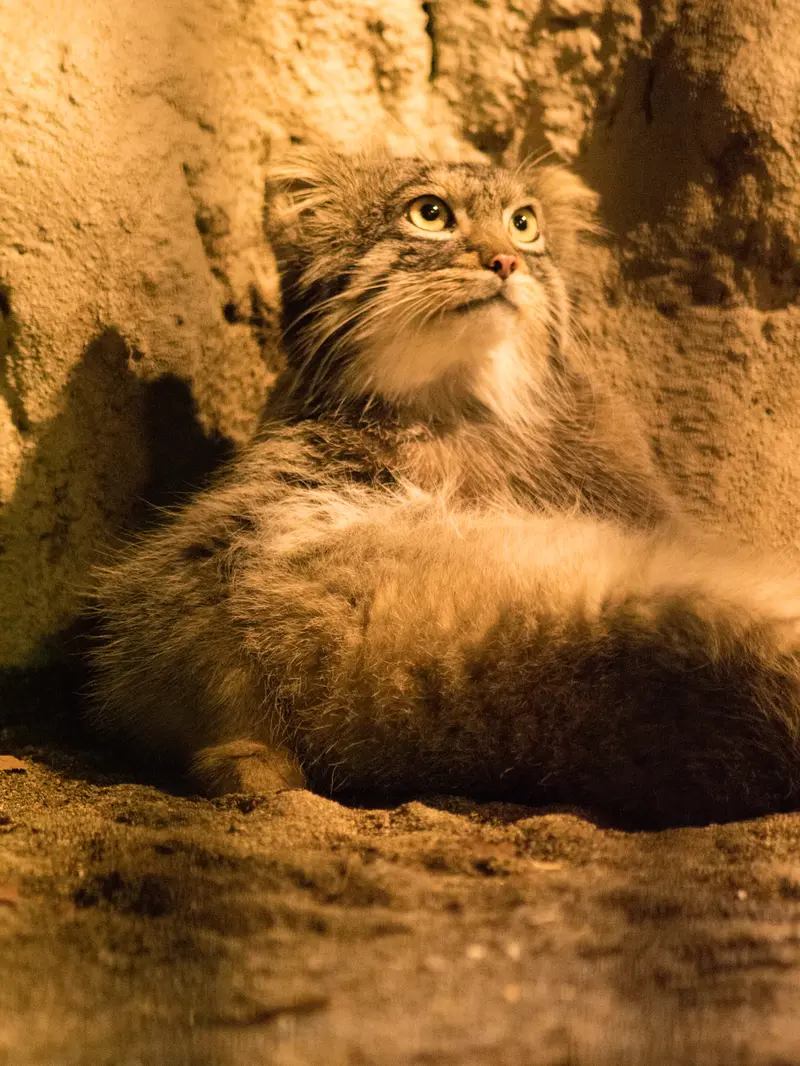 A photograph of Figa in Nogeyama Zoo