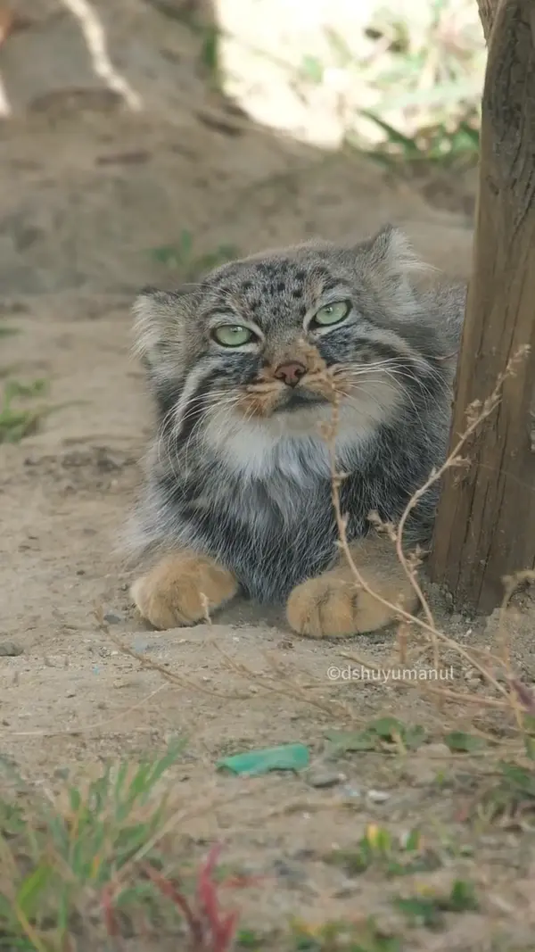 New Manul Dropped!!!