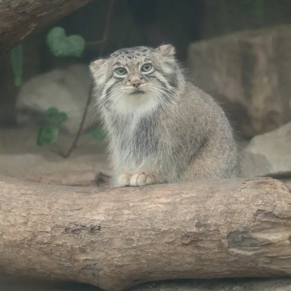 A photograph of Az in Kobe Animal Kingdom