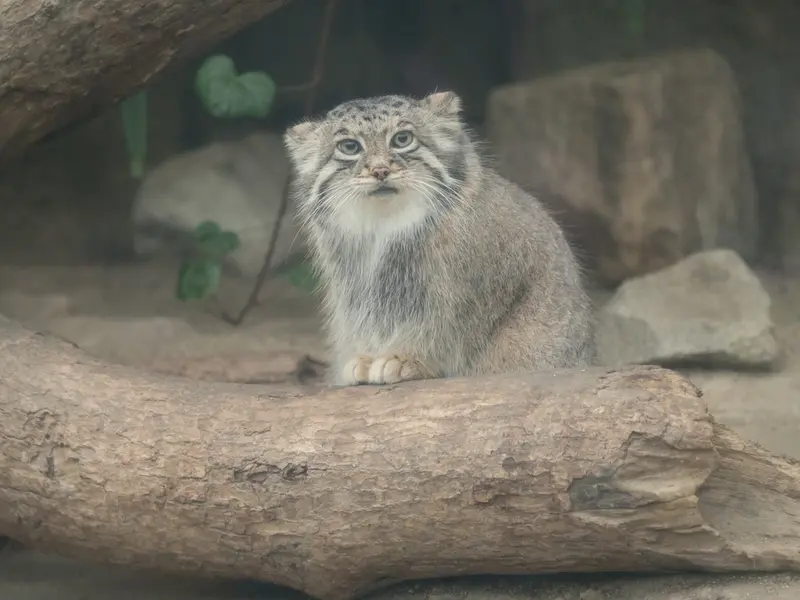 A photograph of Az in Kobe Animal Kingdom