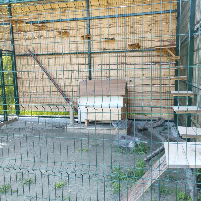 A photograph of Chip in Barnaul zoo “Lesnaya skazka”