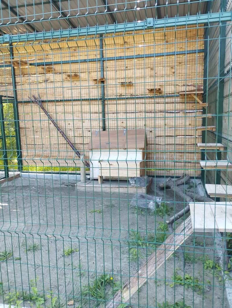 A photograph of Chip in Barnaul zoo “Lesnaya skazka”