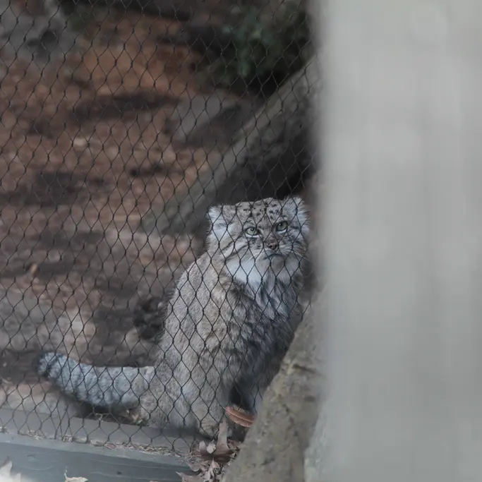 A photograph of Batu in Prospect Park Zoo