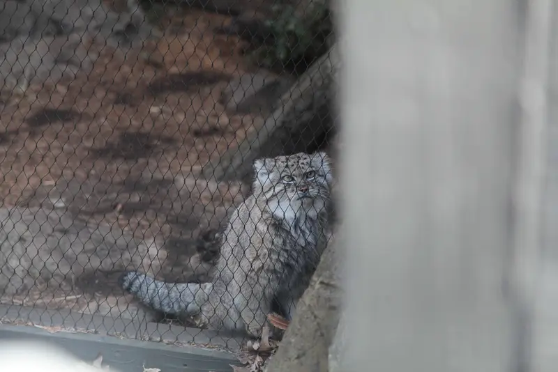 A photograph of Batu in Prospect Park Zoo