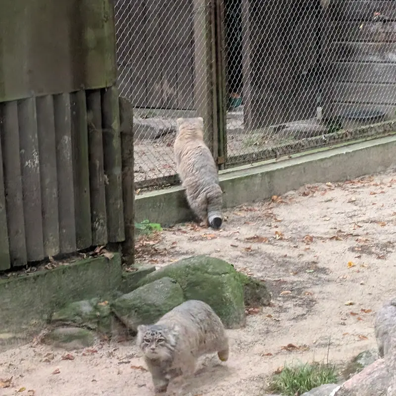 A photograph of Mania in Poznan New Zoo