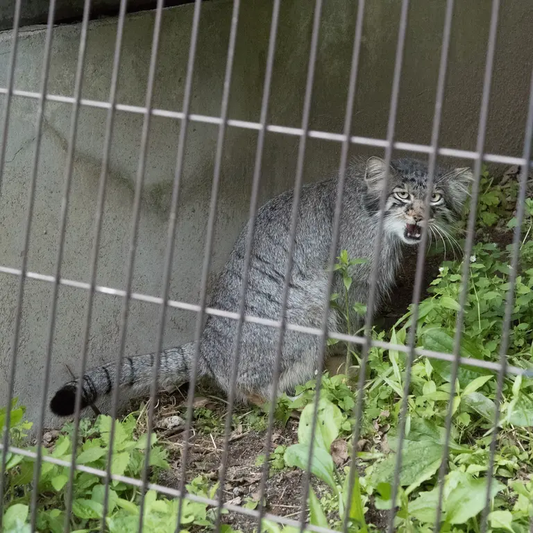 A photograph of Hide in Asahiyama Zoo