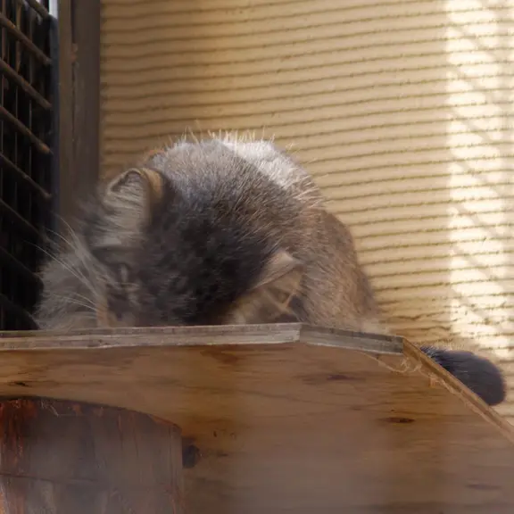 A photograph of a Pallas's cat in Asahiyama Zoo