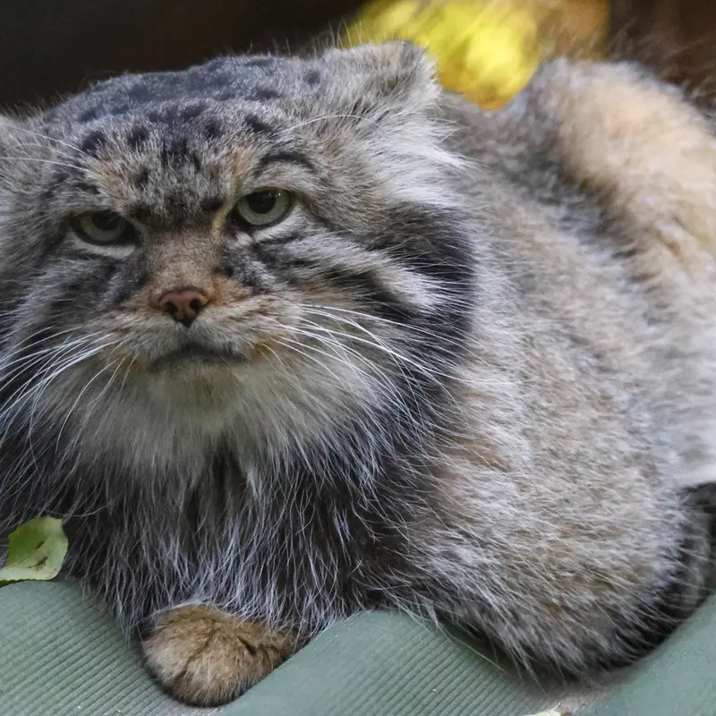 A photograph of George in Novosibirsk Zoo