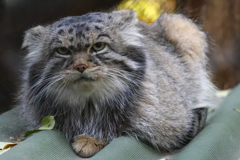 A photograph of George in Novosibirsk Zoo
