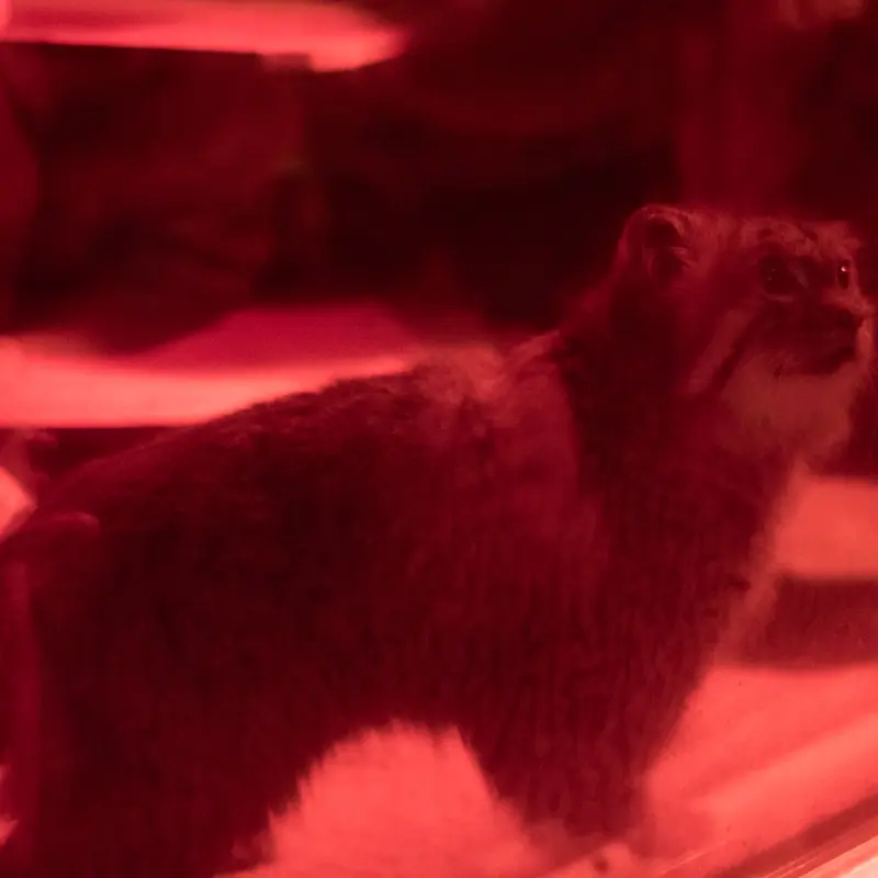 A photograph of Naim in Ueno Zoological Gardens
