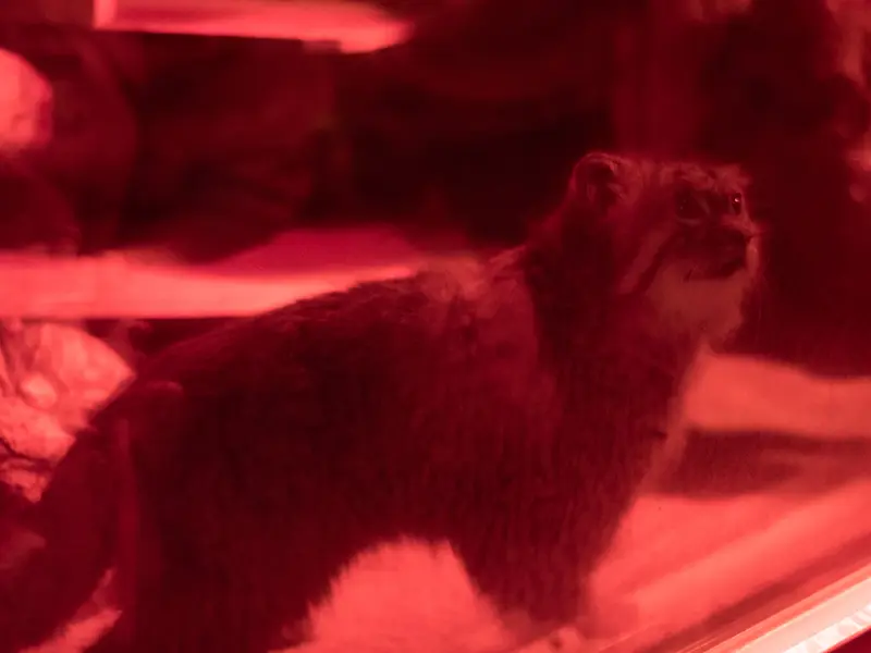 A photograph of Naim in Ueno Zoological Gardens