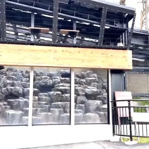 A photograph of a Pallas's cat in Asahiyama Zoo
