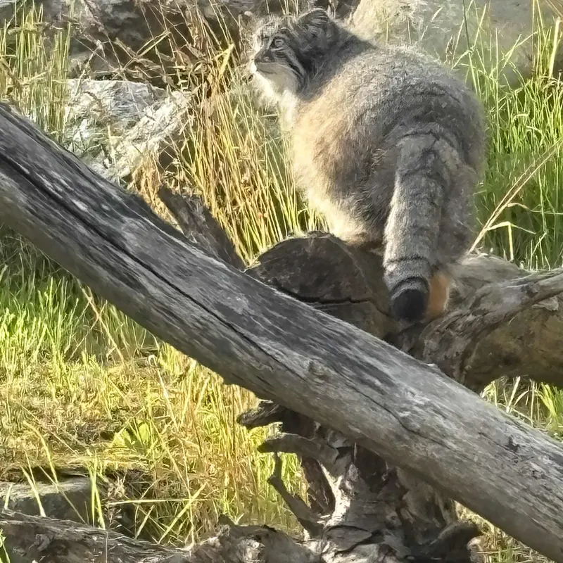 A photograph of Mimi in Korkeasaari Zoo