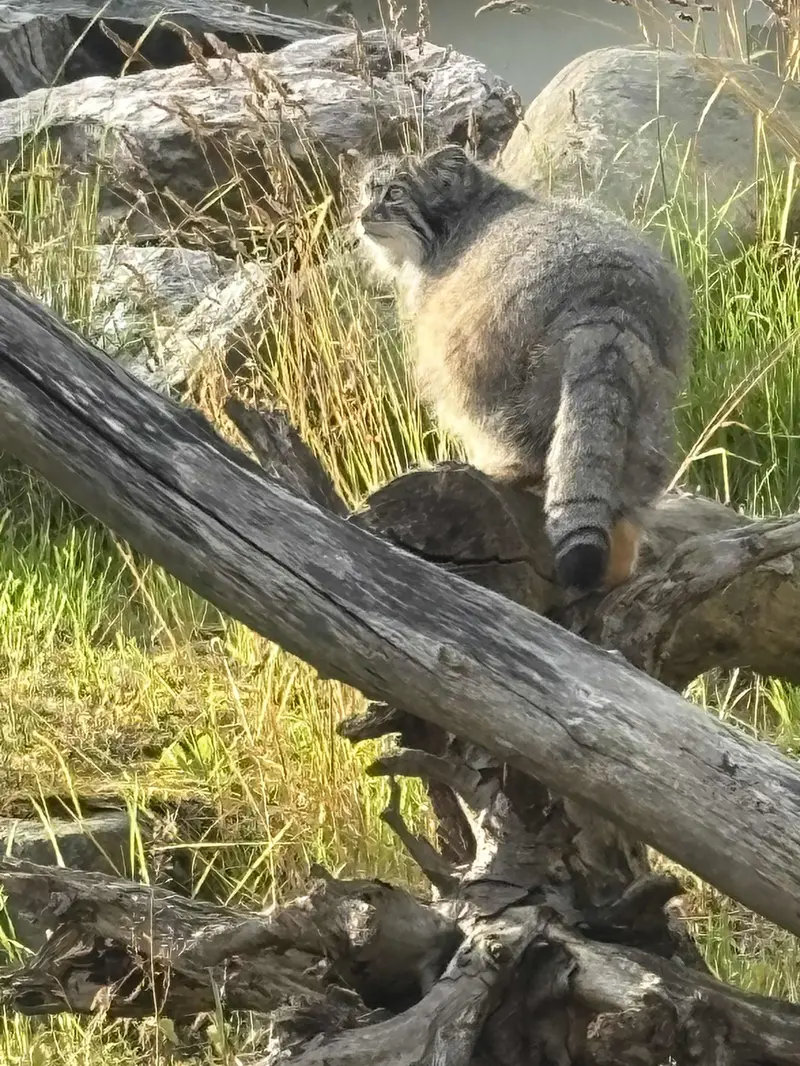 A photograph of Mimi in Korkeasaari Zoo