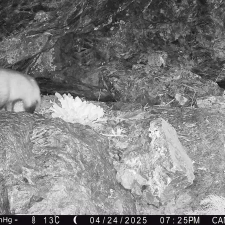 A photograph of Asian badger from Zhundy 1 camera trap