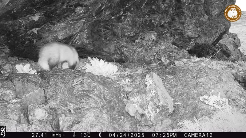 A photograph of Asian badger from Zhundy 1 camera trap