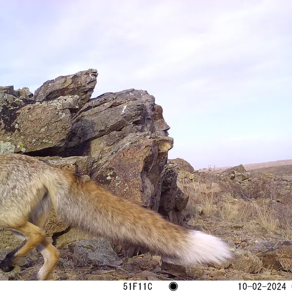 A photograph of Red fox from Karashoky camera trap
