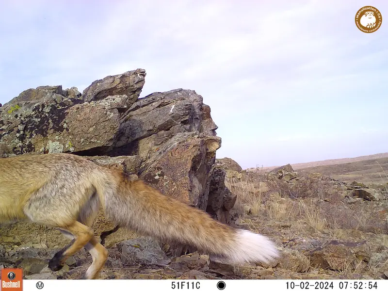 A photograph of Red fox from Karashoky camera trap