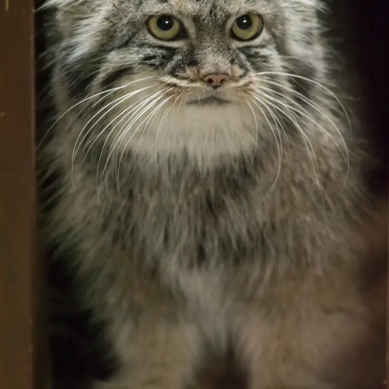 A photograph of Shafran in Ueno Zoological Gardens