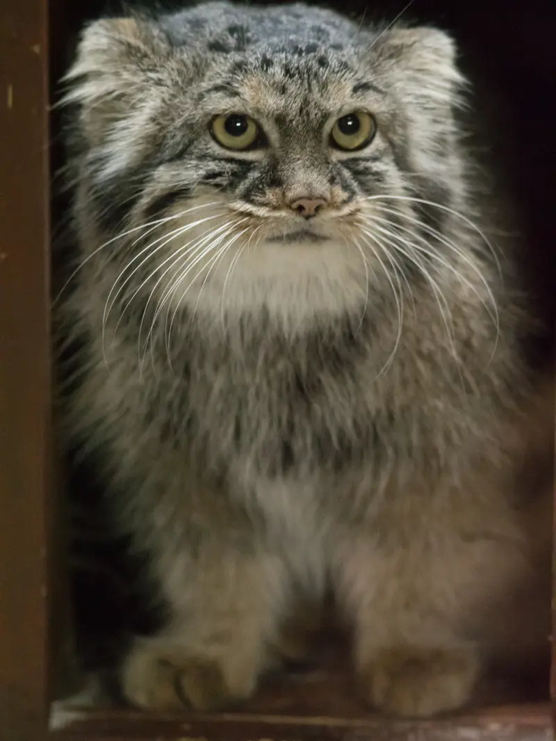 A photograph of Shafran in Ueno Zoological Gardens
