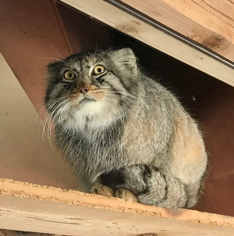 Manul of the day