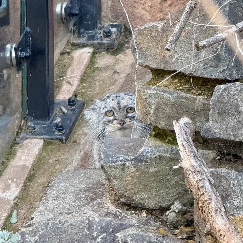 A photograph of Prinsessa in Prague Zoo