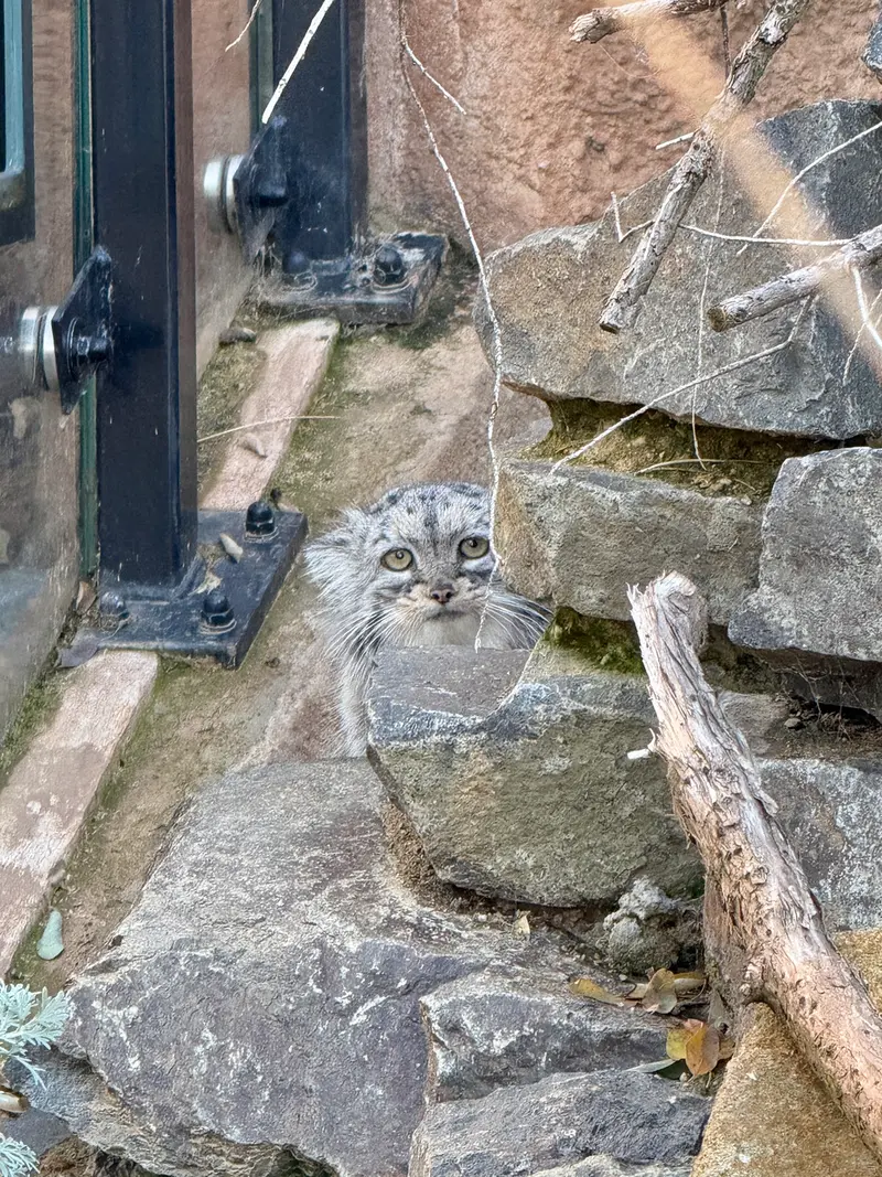 A photograph of Prinsessa in Prague Zoo