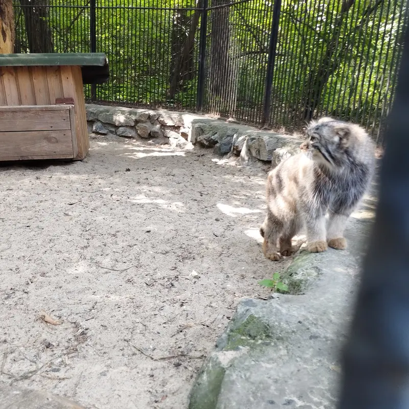 A photograph of a Pallas's cat in Novosibirsk Zoo