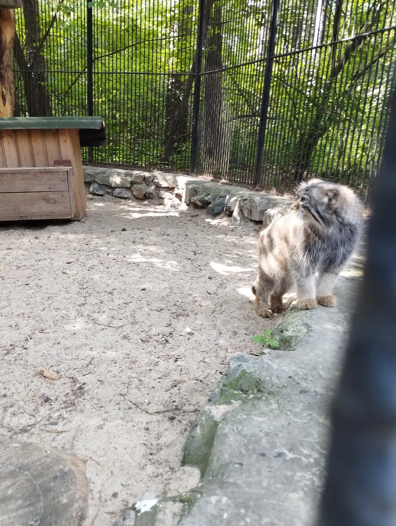 A photograph of a Pallas's cat in Novosibirsk Zoo