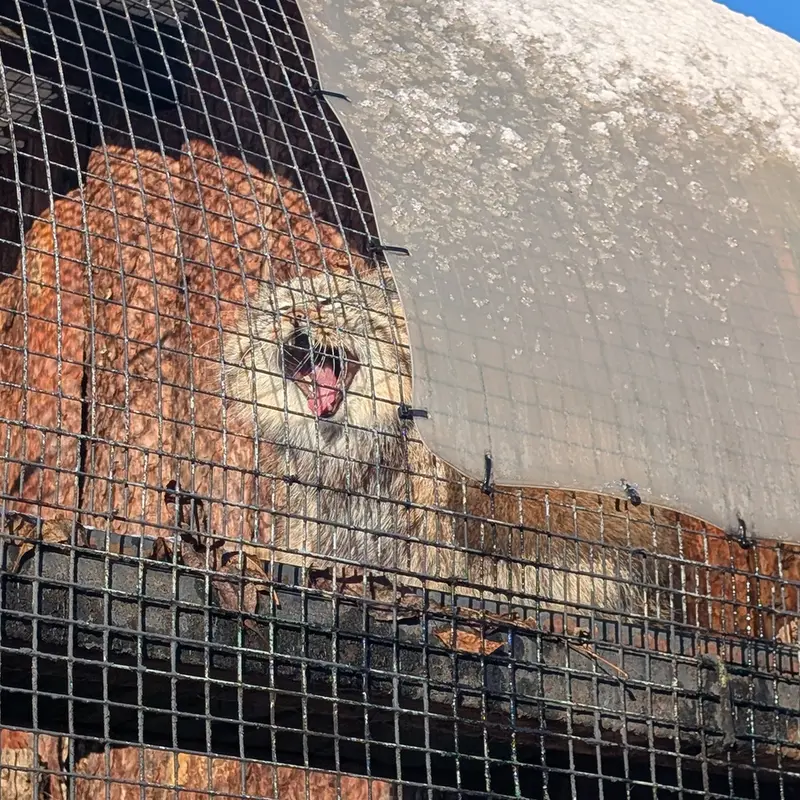 A photograph of Shu in Leningrad zoo
