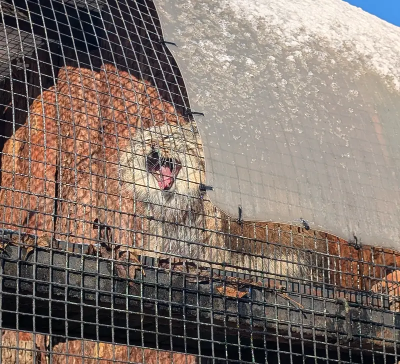 A photograph of Shu in Leningrad zoo