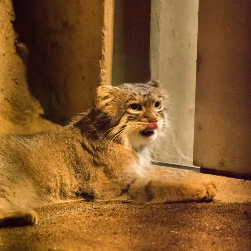 A photograph of Figa in Nogeyama Zoo