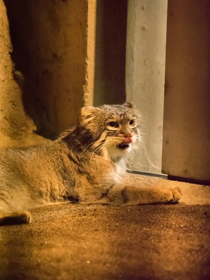 A photograph of Figa in Nogeyama Zoo