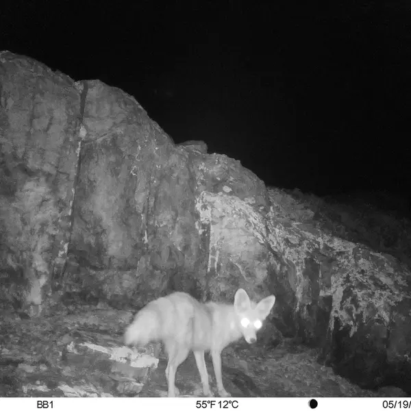 A photograph of Red fox from Aktas-Kunkora camera trap