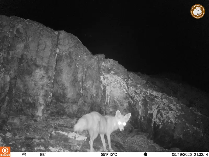 A photograph of Red fox from Aktas-Kunkora camera trap