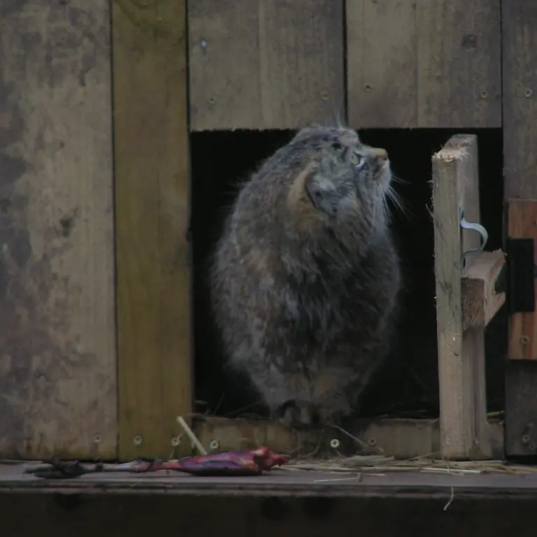A photograph of Altai in The Lakeland Wildlife Oasis