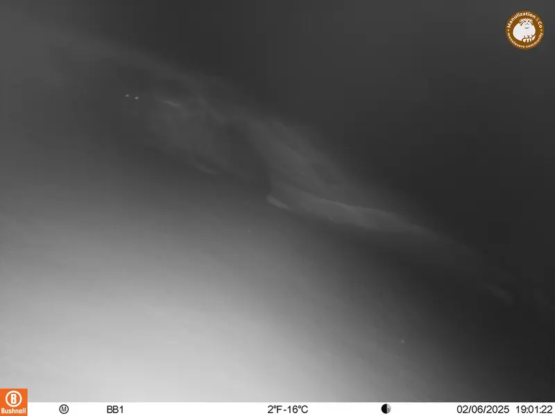 A photograph of Otocolobus manul manul from Aktas-Kunkora camera trap