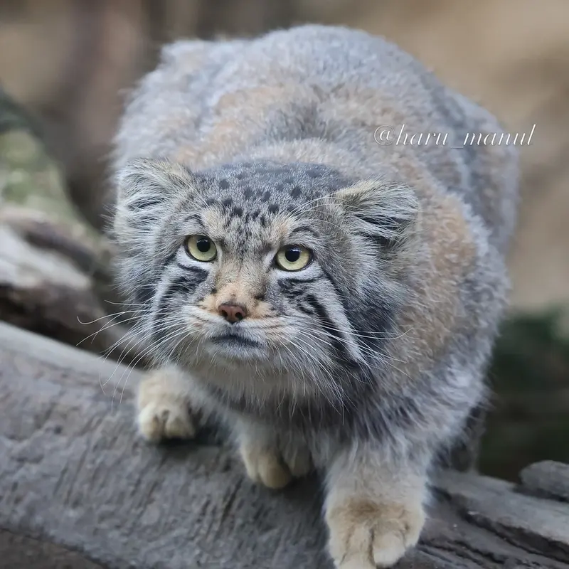 A photograph of Nagomu in Nasu Animal Kingdom