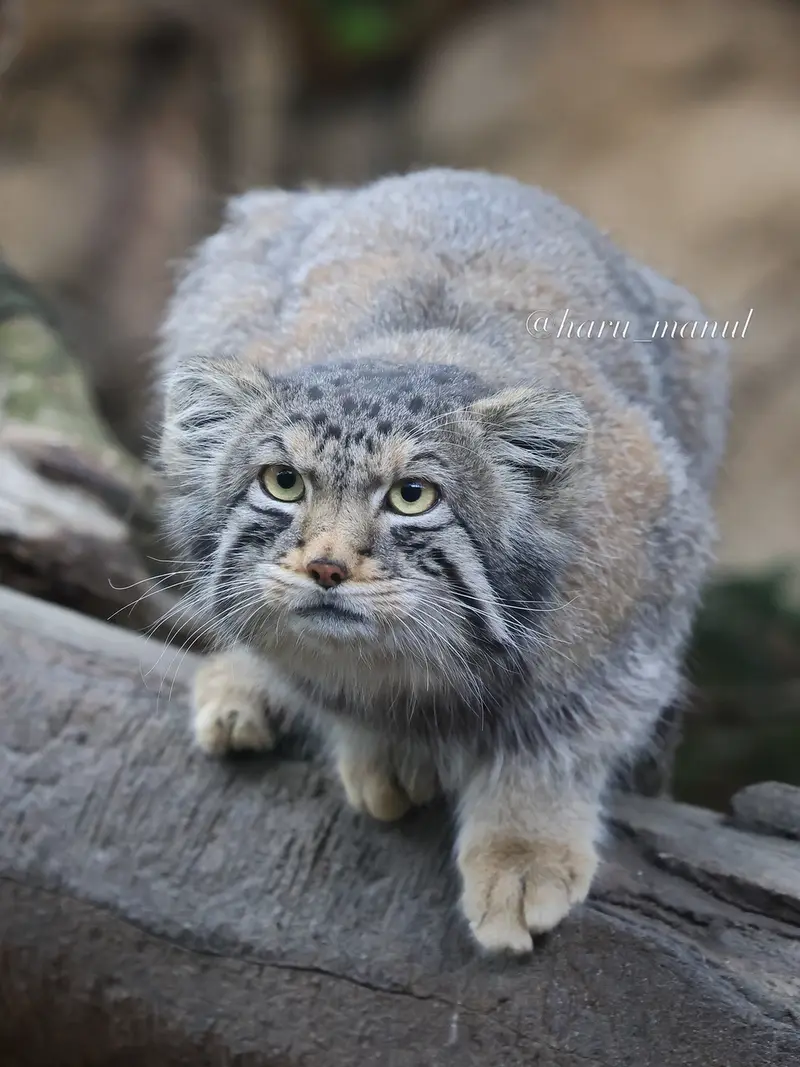 A photograph of Nagomu in Nasu Animal Kingdom