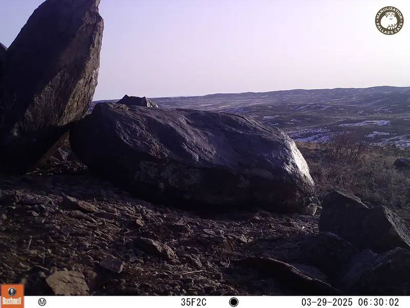 A photograph of Kazakh pika from Koshkar camera trap