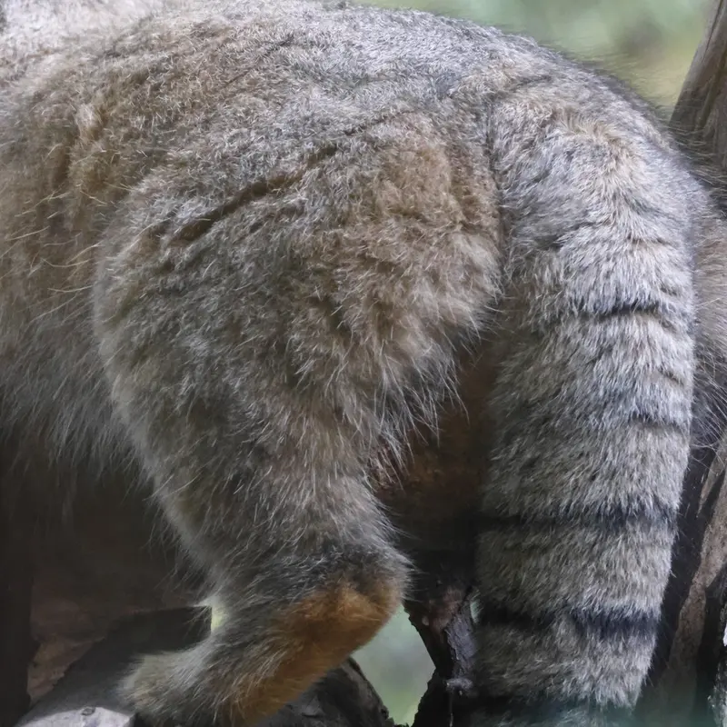 A photograph of Zosya in Novosibirsk Zoo