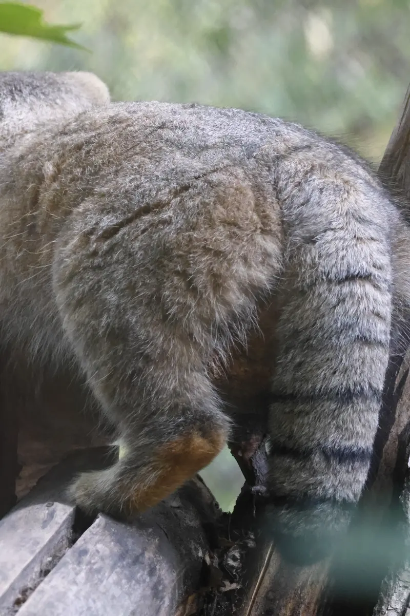 A photograph of Zosya in Novosibirsk Zoo