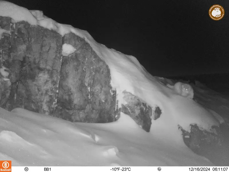 A photograph of Otocolobus manul manul from Aktas-Kunkora camera trap